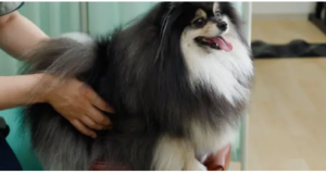 best therapy for dogs with hip dysplasia
